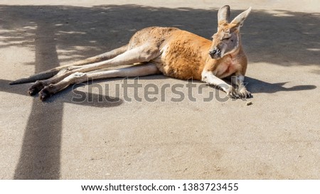 Wonderful example of Australian kangaroo lying in the sun