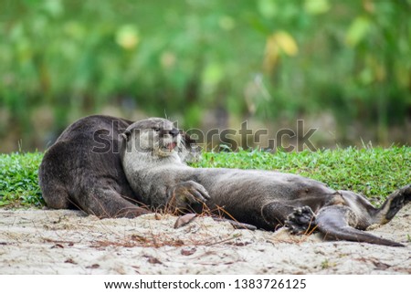 Couple of Otters in a park in Singapore taking a rest in a summer day