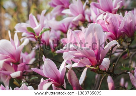 close-up of large pink magnolia flowers