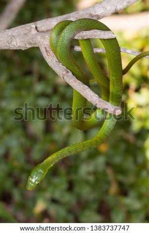 Eastern Natal Green Snake Mozambique