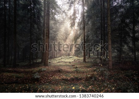 Mystic clearing in the woods Royalty-Free Stock Photo #1383740246