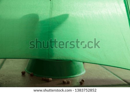 shadow of a cat under a green background with croquettes
