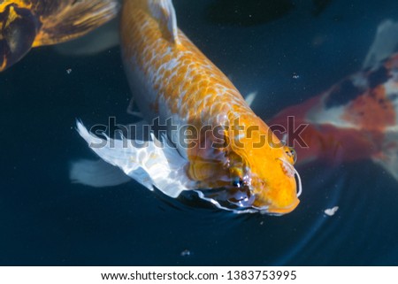 Fancy carp swimming in a pond. Fancy Carps Fish or Koi Swim in Pond, Movement of Swimming and Space.
