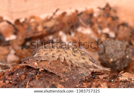 Wood louse, Porcellio spinicornis in nature