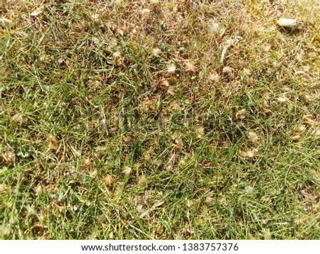 Beautiful shiny green grass in a park for natural background