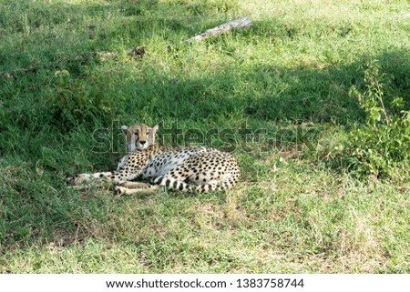 The Tanzanian cheetah, also commonly known as the East African cheetah (Acinonyx jubatus raineyi) resting.