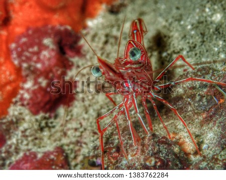 Closeup and macro shot of Durban Dancing shrimp on a coral reef during leisure dive in Kota Kinabalu, Sabah, Borneo.