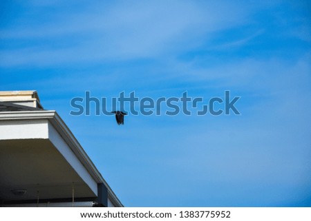 Black crow, blue sky background