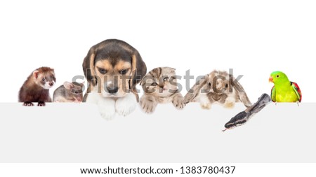 Large group of pets  above empty white banner. isolated on white background. Empty space for text
