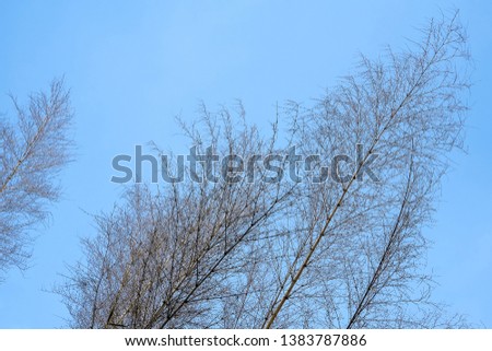 Autumn bamboo branch on blue sky background.