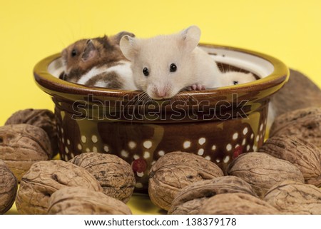 Hamster in a colorful old cup for tea and walnuts. 