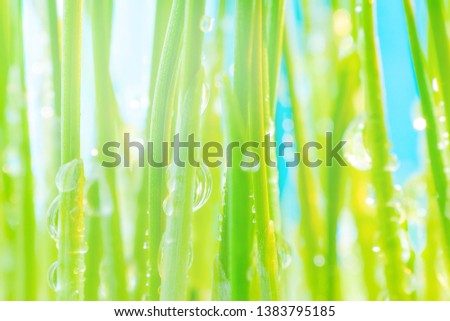 Fresh green grass close-up on a bright sky-blue sky with sunny reflections. Bright macro photography is suitable as a natural background. Summer concept wallpaper.