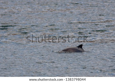 Harbour porpoise on the baltic sea of Denmark Royalty-Free Stock Photo #1383798044
