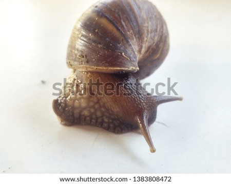 Achatina Snail shell on white background