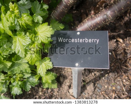 Botanical Identification Label for Worcesterberry (Ribes divaricatum) in a Fruit and Vegetable Garden in Rural Devon, England, UK