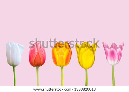 Various Colorful tulips flower in the field with white Cloud and blue sky.