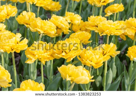 Picturesque yellow tulips fresh flowers at a blurry soft focus background close up bokeh 