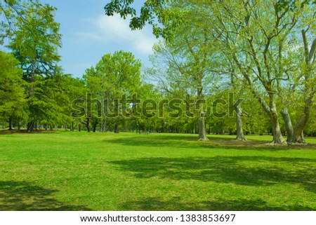 tree and lawn in the garden
