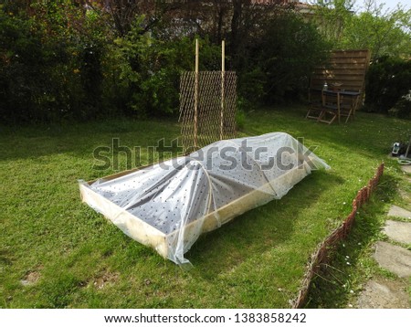 No dig raised bed plot for cultivating vegetables in garden covered in transparent plastic sheath (anti insect perforated forcing film) set in green grass and living fence, sitting corner background Royalty-Free Stock Photo #1383858242