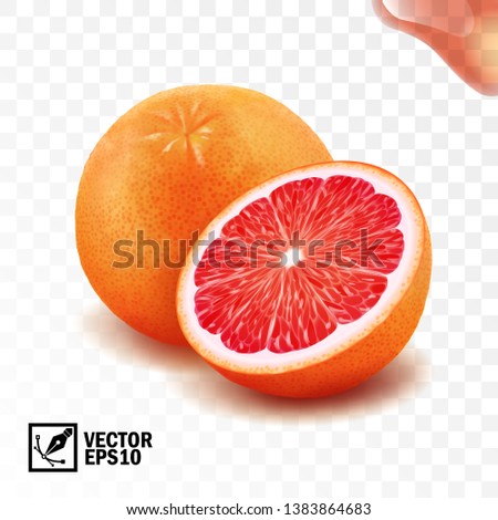 3d realistic vector whole and cut half of grapefruit, editable handmade mesh Royalty-Free Stock Photo #1383864683