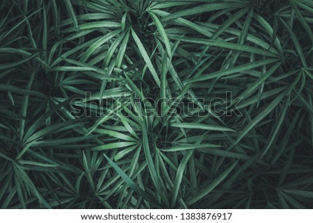 Green leaves in dark tone.Green leaves background pattern.