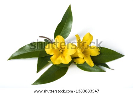 Gelsemium sempervirens isolated on white background Royalty-Free Stock Photo #1383883547