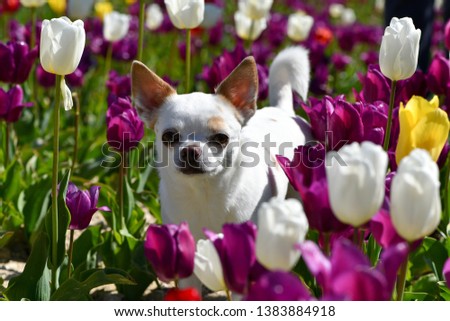 White dog walks among tulips