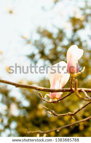 Buds, flowers, flowering tree, spring, floral background, screen saver, vacation, season, morning, sunny day, garden, paradise, nature, meditation, soul, world of flowers, magnolia, blooming magnolia