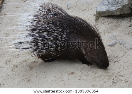 an isolated porcupine walks on a sandy terrain