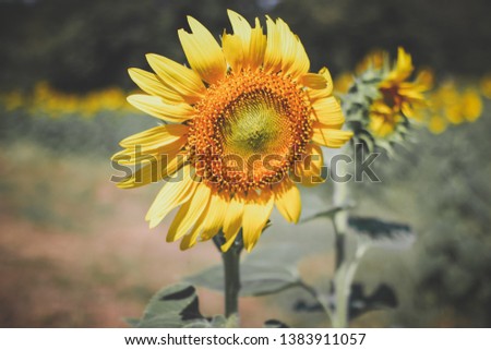 Sunflowers in the sun and against the wind