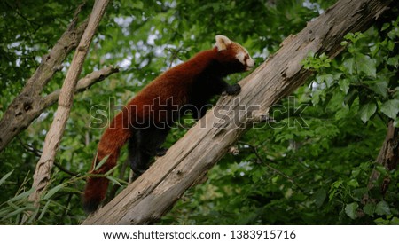A beautiful Red Panda in the forest.