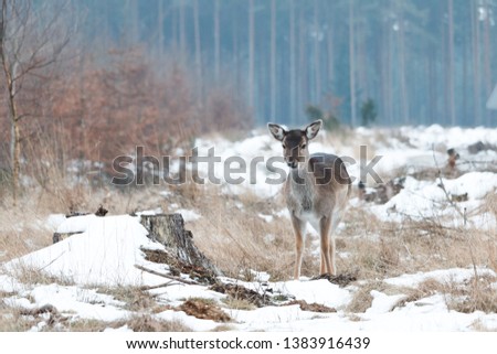 Young deer in the woods  