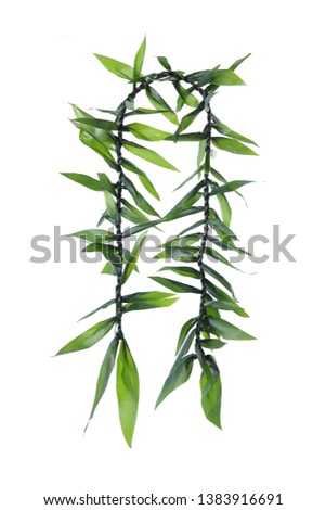 Maile-style Ti Leaf Lei, Hawaii men lei, for graduations, weddings or anniversary parties, isolate on white background. Symbolic of Good Luck and protection against evil.