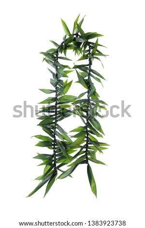 Double twist Maile-style Ti Leaf Lei, Hawaii men lei, for graduations, weddings or anniversary parties, isolate on white background. Symbolic of Lucky and Protection of Evil.