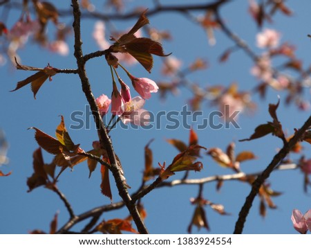 The bloom of cherry Blossoms in Helsinki, Finland