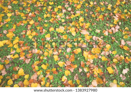 autumn leaves on ground September in Hokkaido Japan
