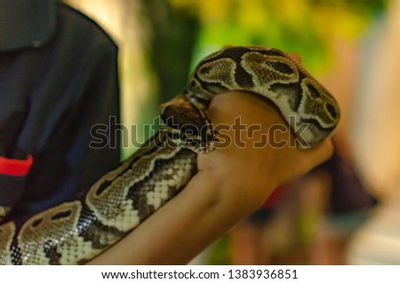 Closeup snake with hand hold for show
