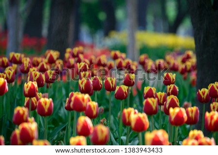 a picture of the tulip flower garden 