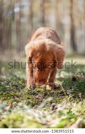 Nova Scotia Retriever Baby Puppy Boy in the forest