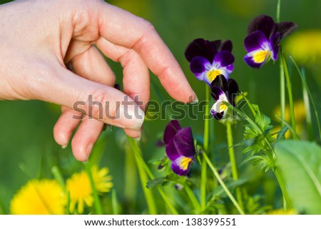 female hands picking beautiful purple pansies on a warm sunny afternoon