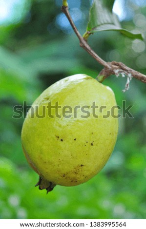 Guava hanging on tree isolated on bokeh background. Tropical fruit concept