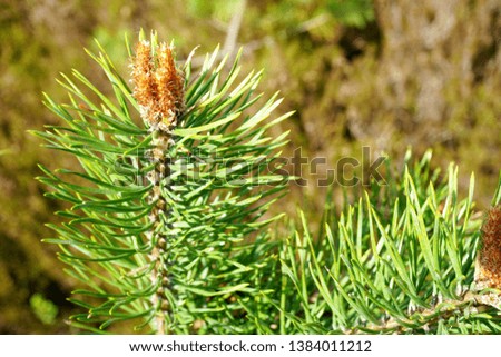 Pine tree blossoms buttons in close up in spring time            