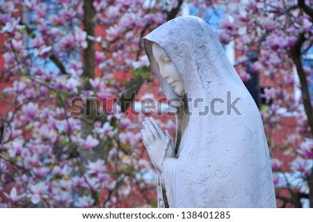 Statue of Virgin Mary, With magnolia flowers in the background. Picture taken in St Leonard Roman Catholic Church, Boston, USA