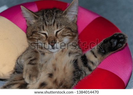 striped kitten, fell asleep on a colored pillow