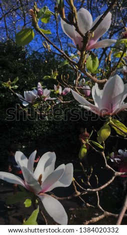 Magnolia flower in Exbury Garden, Hampshire, England. Bloom in spring.