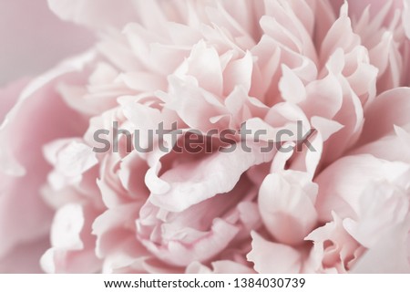 Pink peony macro. Gentle abstract floral pastel background