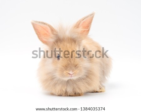 Adorable young brown rabbit long hair  on white background. Lovely brown rabbit siting.