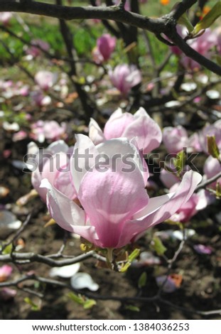 Magnolia flower in spring photo