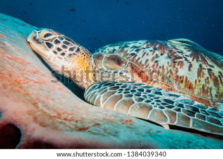 Underwater close up shot of a green sea turtle resting inside a large coral sponge. Close up of the turtle's head/face and top half of the body