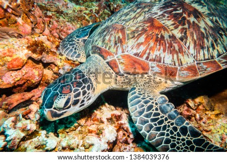 Underwater close up shot of a green sea turtle resting on coral